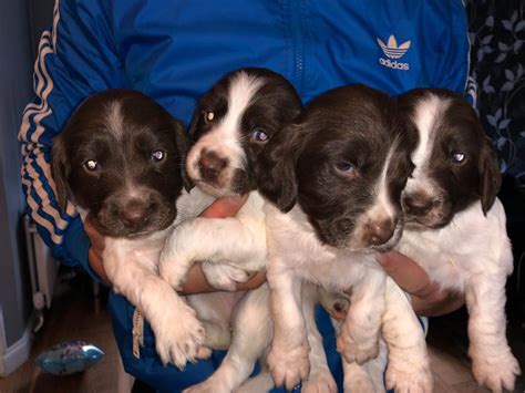 Sproodle <b>puppies</b> <b>springer</b> <b>spaniel</b> cross poodle. . Springer spaniel puppies for sale scotland